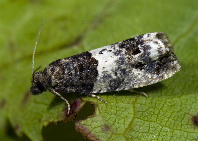 Tortricidae: Notocelia trimaculana (cfr.)